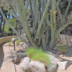 Radiated tortoise exhibit - Discovery Outpost [2015]