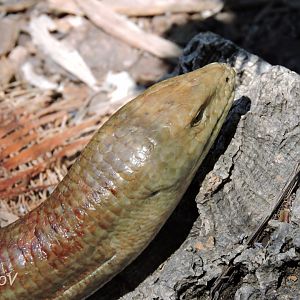 Sheltopusik - Discovery Outpost [2015]