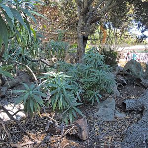 European reptiles exhibit - Discovery Outpost [2015]