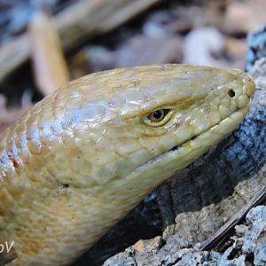 Sheltopusik - Discovery Outpost [2015]