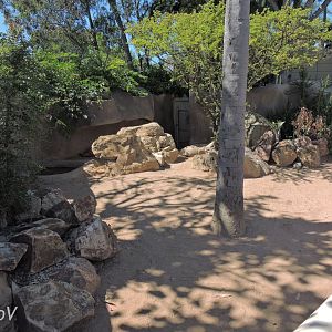 Leopard tortoise - Discovery Outpost [2015]