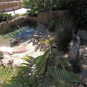 Chinese alligator - Discovery Outpost [2015]