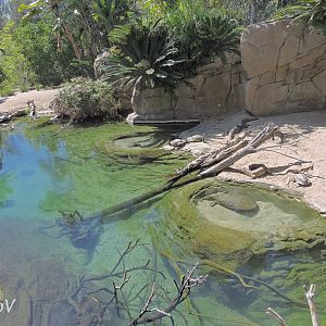 Freshwater crocodile exhibit - Discovery Outpost [2015]