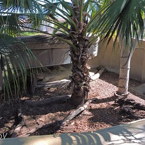 Asian forest tortoise exhibit - Discovery Outpost [2015]