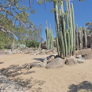 Galápagos giant tortoise exhibit - Discovery Outpost [2015]