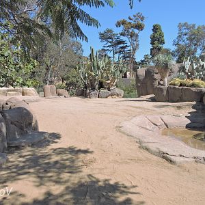 Galápagos giant tortoise exhibit - Discovery Outpost [2015]