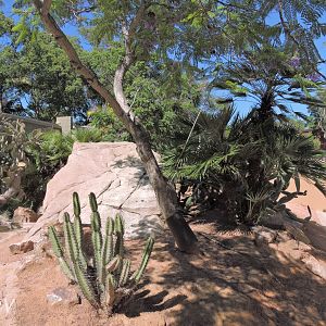 Cuban rock iguana exhibit - Discovery Outpost [2015]