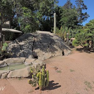 Anegada ground iguana exhibit - Discovery Outpost [2015]