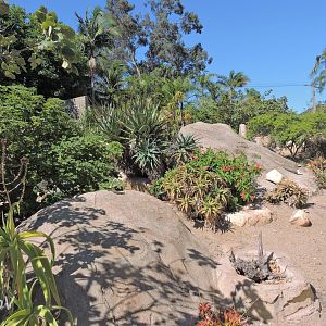 Black-throated monitor exhibit - Discovery Outpost [2015]