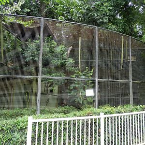 Gabon talapoin exhibit - Belo Horizonte zoo