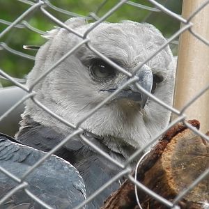 Harpy eagle - Belo Horizonte zoo