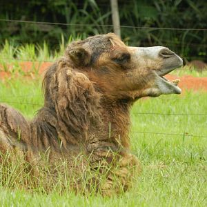 Bactrian camel - Belo Horizonte zoo
