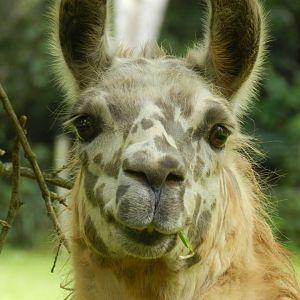 Llama - Belo Horizonte zoo