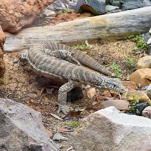 Spencer's Monitor (Varanus spenceri)