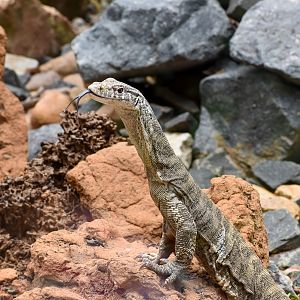 Spencer's Monitor (Varanus spenceri)