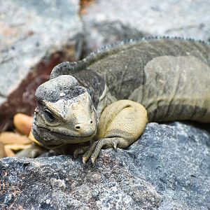 Rhinoceros Iguana (Cyclura cornuta)