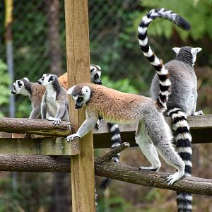 Ring-tailed Lemurs (Lemur catta)