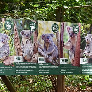 Rescued Koala Signage