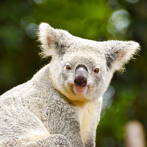 Koala (Phascolarctos cinereus)