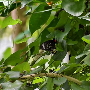 Wild - Richmond Birdwing (Ornithoptera richmondia)