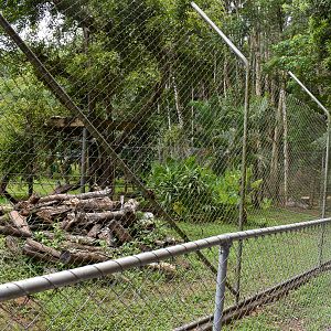 New Sun Bear Viewing Area