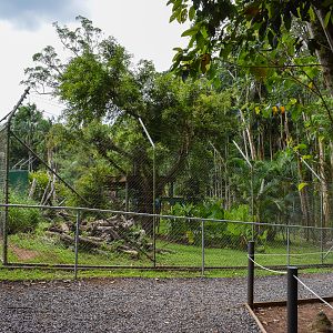 New Sun Bear Viewing Area