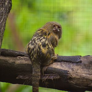 Pygmy Marmoset (Cebuella pygmaea)