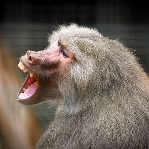 Hamadryas Baboon (Papio hamadryas)