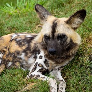 African Wild Dog (Lycaon pictus)