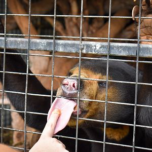 Sun Bear Encounter
