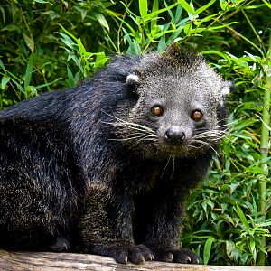 Binturong (Arctictis binturong)