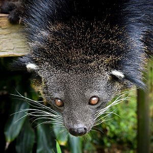 Binturong (Arctictis binturong)