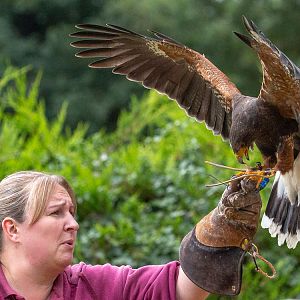 Harris's hawk : Cotswold Falconry Centre : 04 Sep 2020
