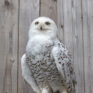 Snowy owl : Cotswold Falconry Centre : 04 Sep 2020