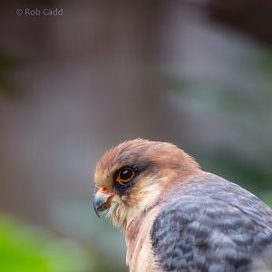 Red-footed falcon : Cotswold Falconry Centre : 04 Sep 2020