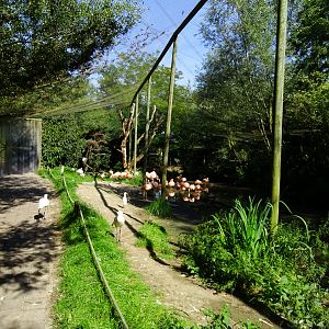 Chilean flamingo aviary