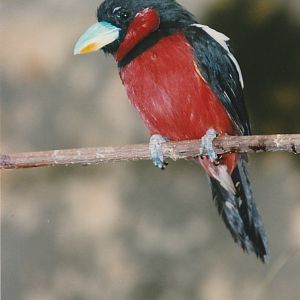 Red and Black Broadbill