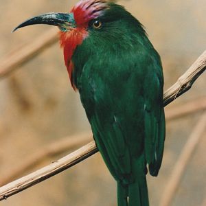 Red Bearded Bee-eater