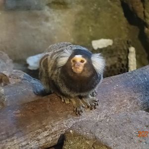 Common Marmoset (Callithrix jacchus)