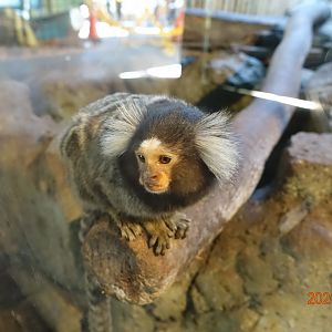 Common Marmoset (Callithrix jacchus)