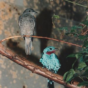Spangled Cotinga