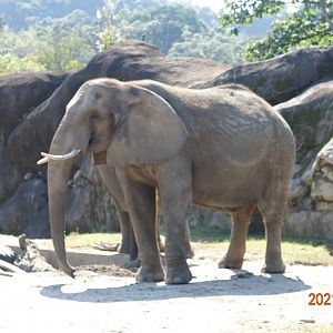 African Bush Elephant (Loxodonta africana)