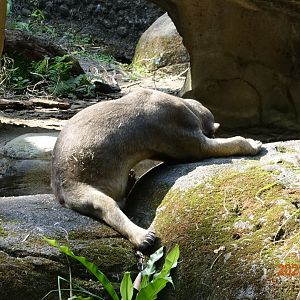 Sun Bear (Helarctos malayanus)