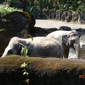 Asian Elephant (Elephas maximus)