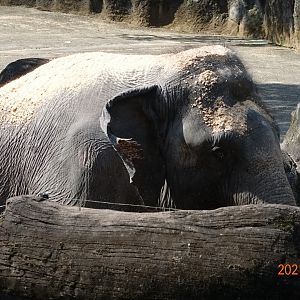 Asian Elephant (Elephas maximus)