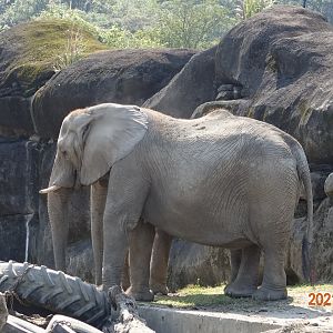 African Bush Elephant (Loxodonta africana)