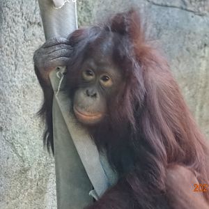 Bornean Orangutan (Pongo pygmaeus)