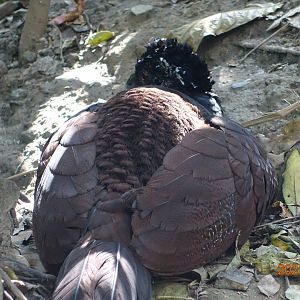 Great Curassow (Crax rubra)