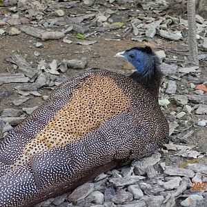 Great Argus (Argusianus argus)