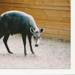 Yellow Backed Duiker